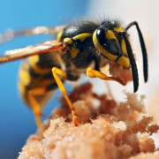 A wasp is eating food on the ground.
